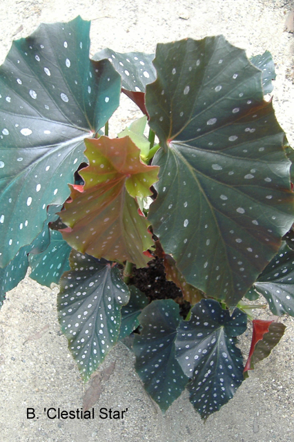 B. ‘Celestial Star’